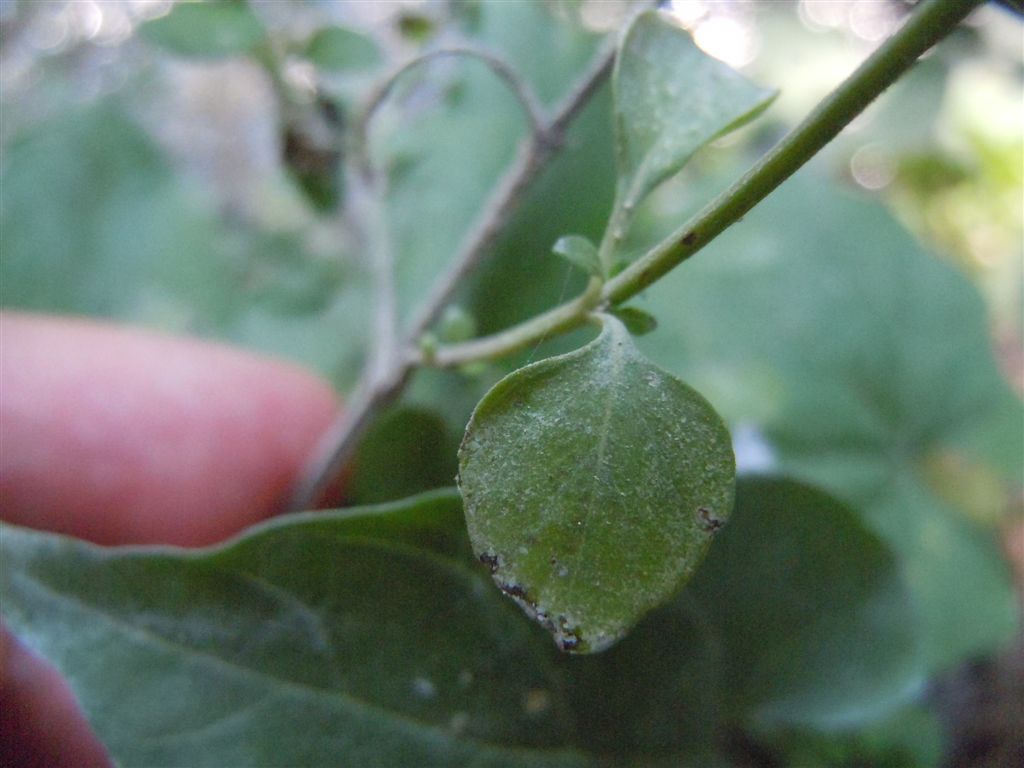 Reggia di Caserta (CE) : Clinopodium nepeta